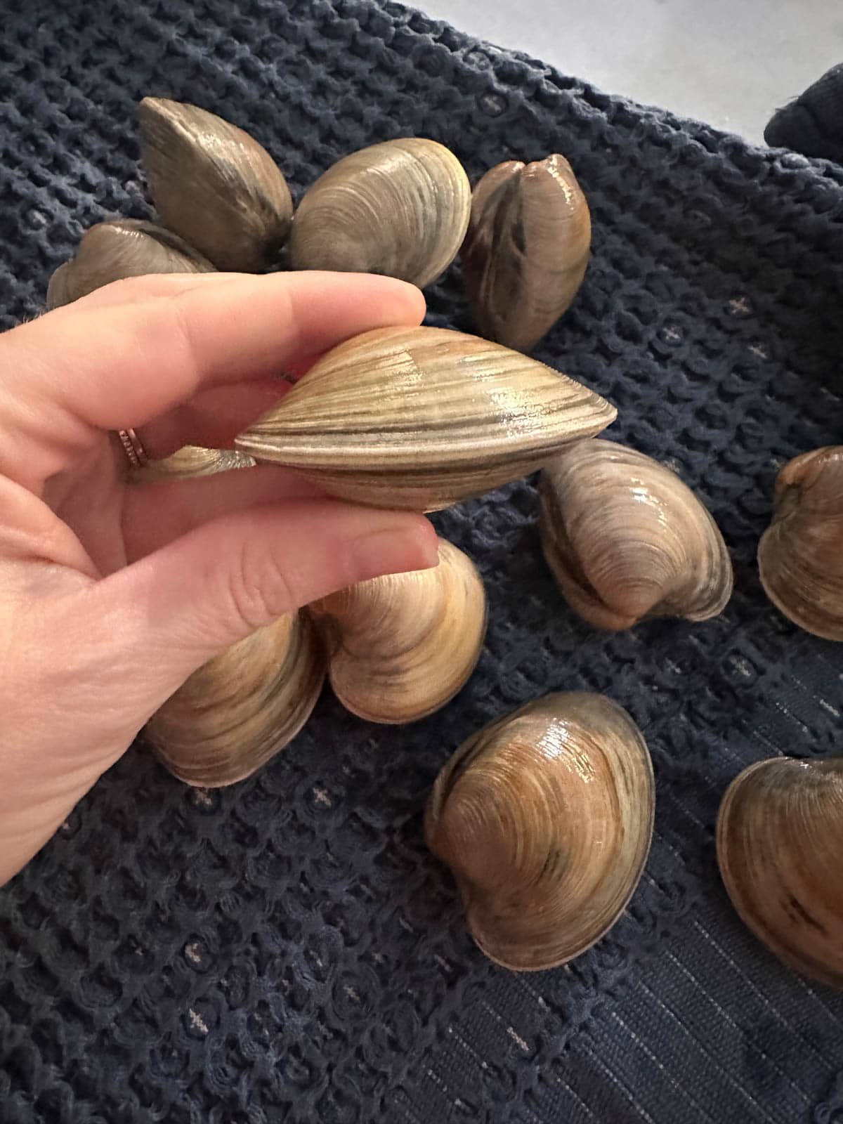A hand holding a littleneck clam showing a small chip.
